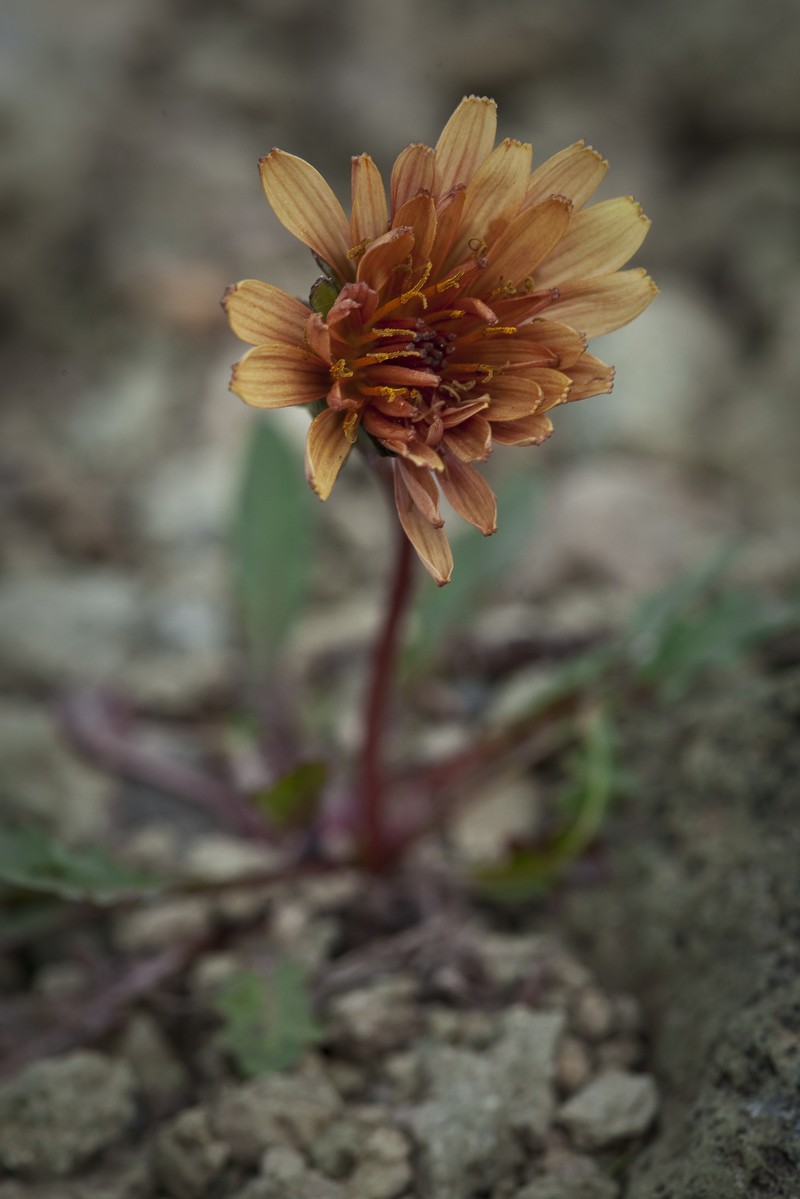 Fleshy Dandelion
