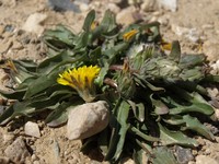 Woolbearing Dandelion