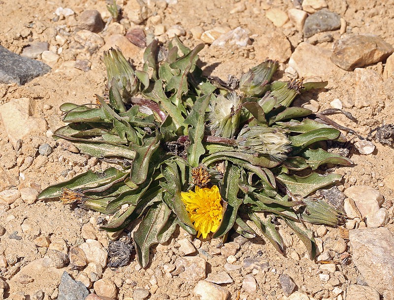 Woolbearing Dandelion photo 2