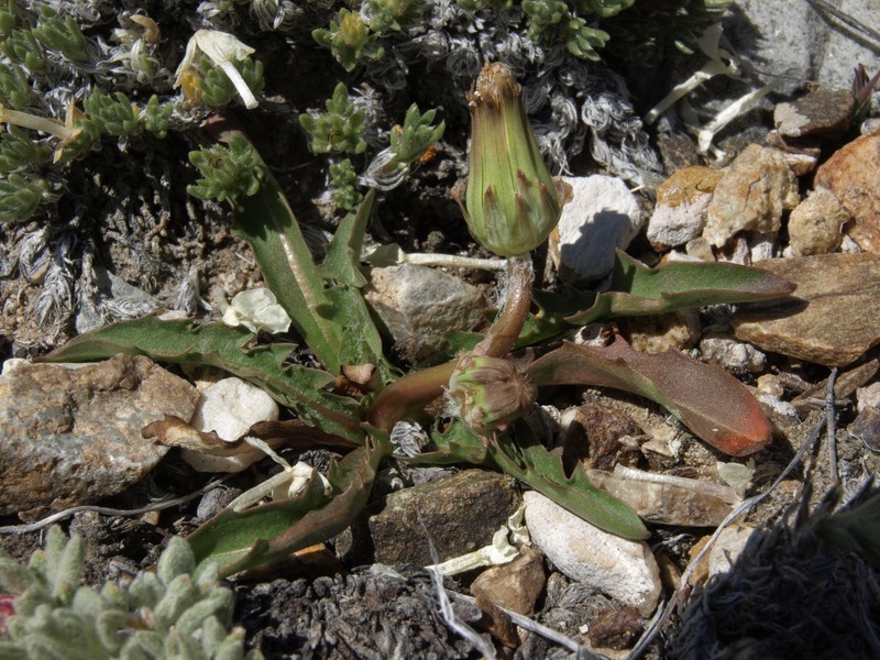 Woolbearing Dandelion photo 3