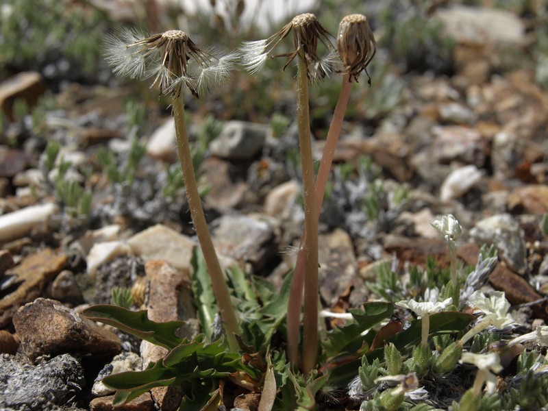 Woolbearing Dandelion photo 4