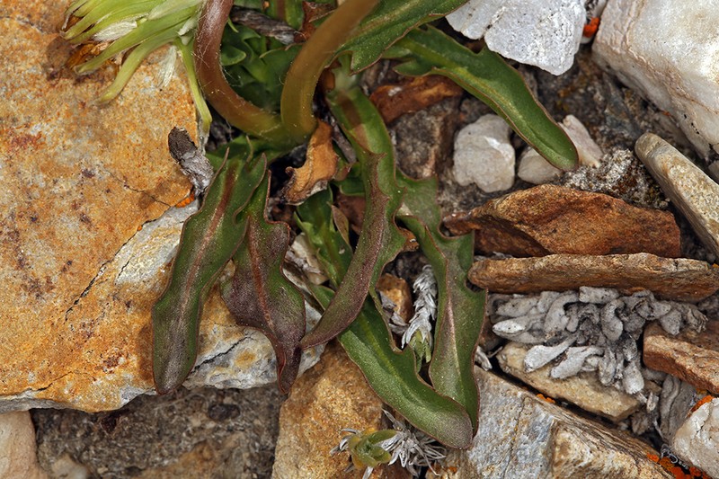 Woolbearing Dandelion photo 5