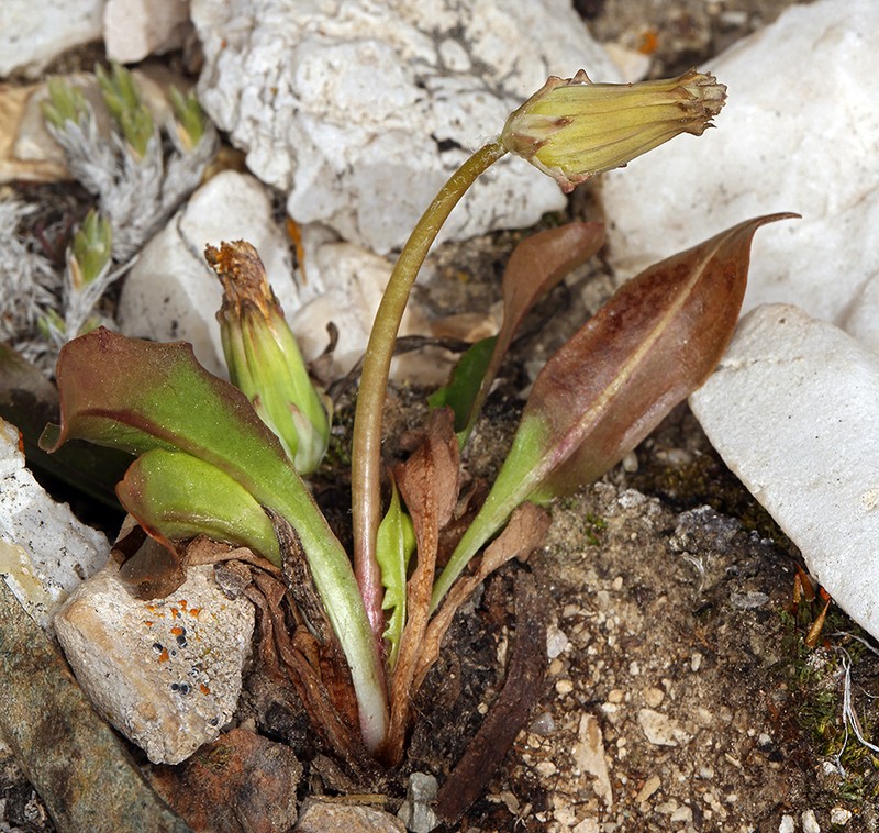 Woolbearing Dandelion photo 6