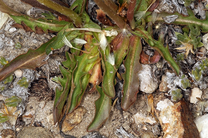 Woolbearing Dandelion photo 7
