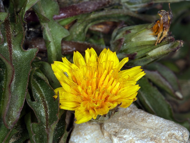 Woolbearing Dandelion photo 8
