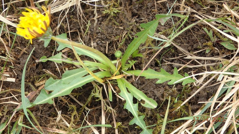 Taraxacum chlorofrugale