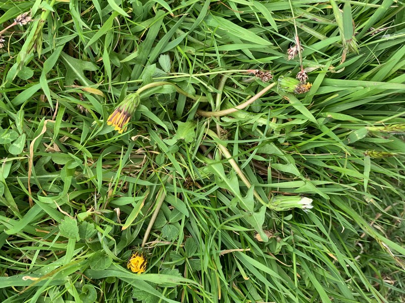 Taraxacum chlorofrugale photo 2