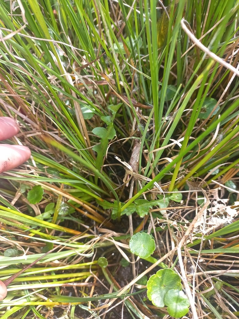 Taraxacum chlorofrugale photo 3