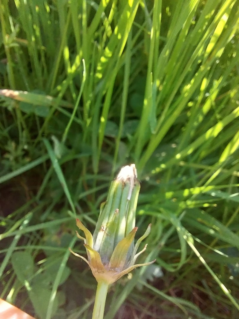 Taraxacum chlorofrugale photo 5