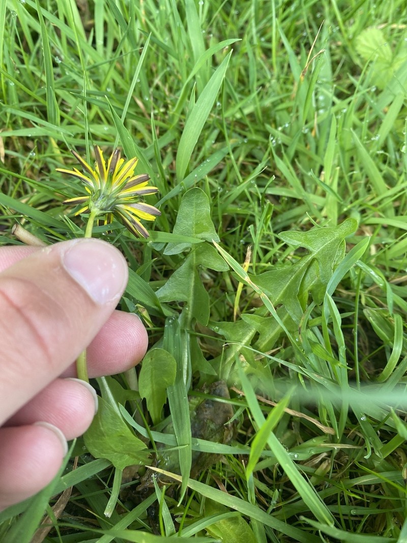 Taraxacum chlorofrugale photo 6