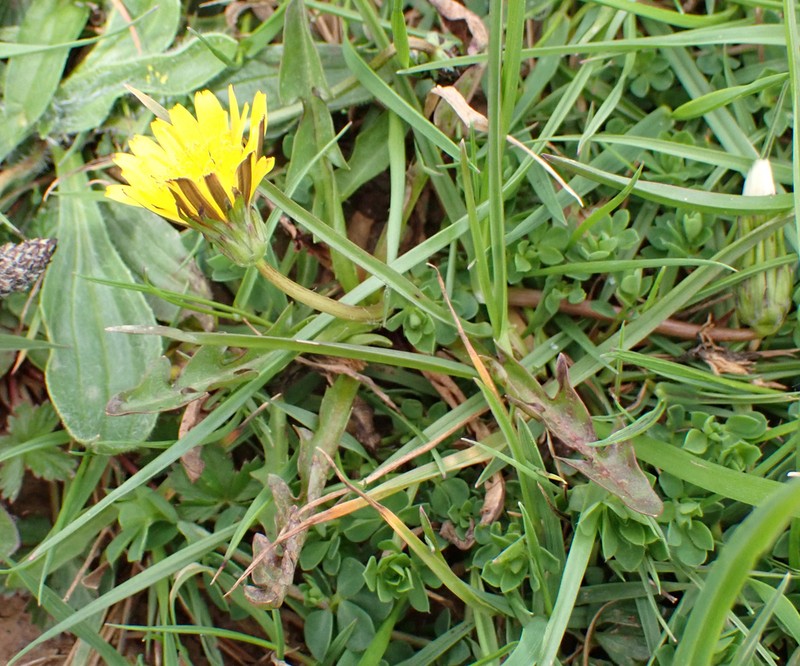 Taraxacum chlorofrugale photo 7