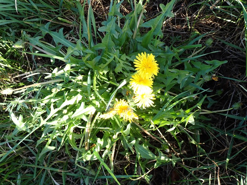 Taraxacum chlorofrugale photo 8