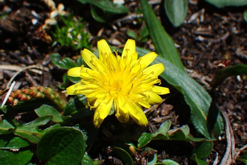 Taraxacum cordilleranum photo 2
