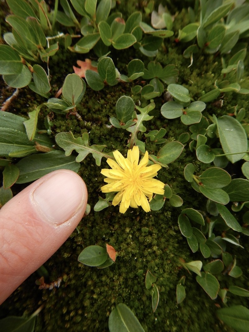 Taraxacum cordilleranum photo 3
