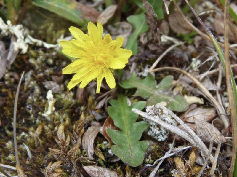 Taraxacum cordilleranum photo 4