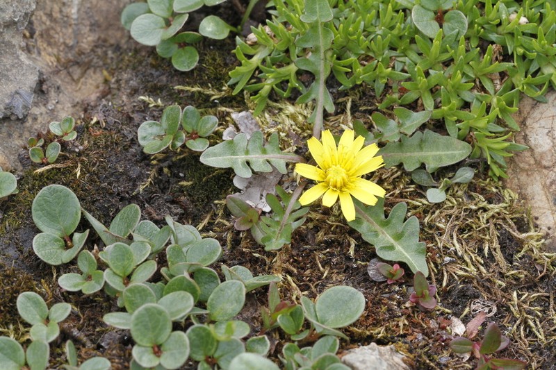 Taraxacum cordilleranum photo 5
