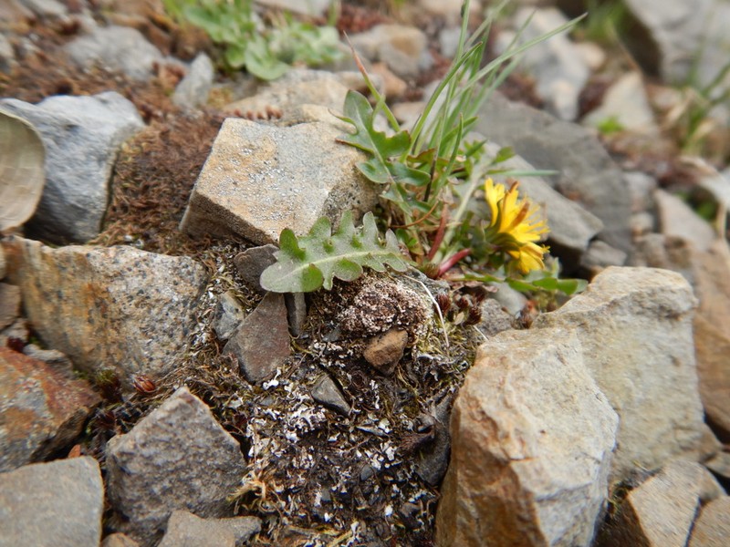 Taraxacum cordilleranum photo 6