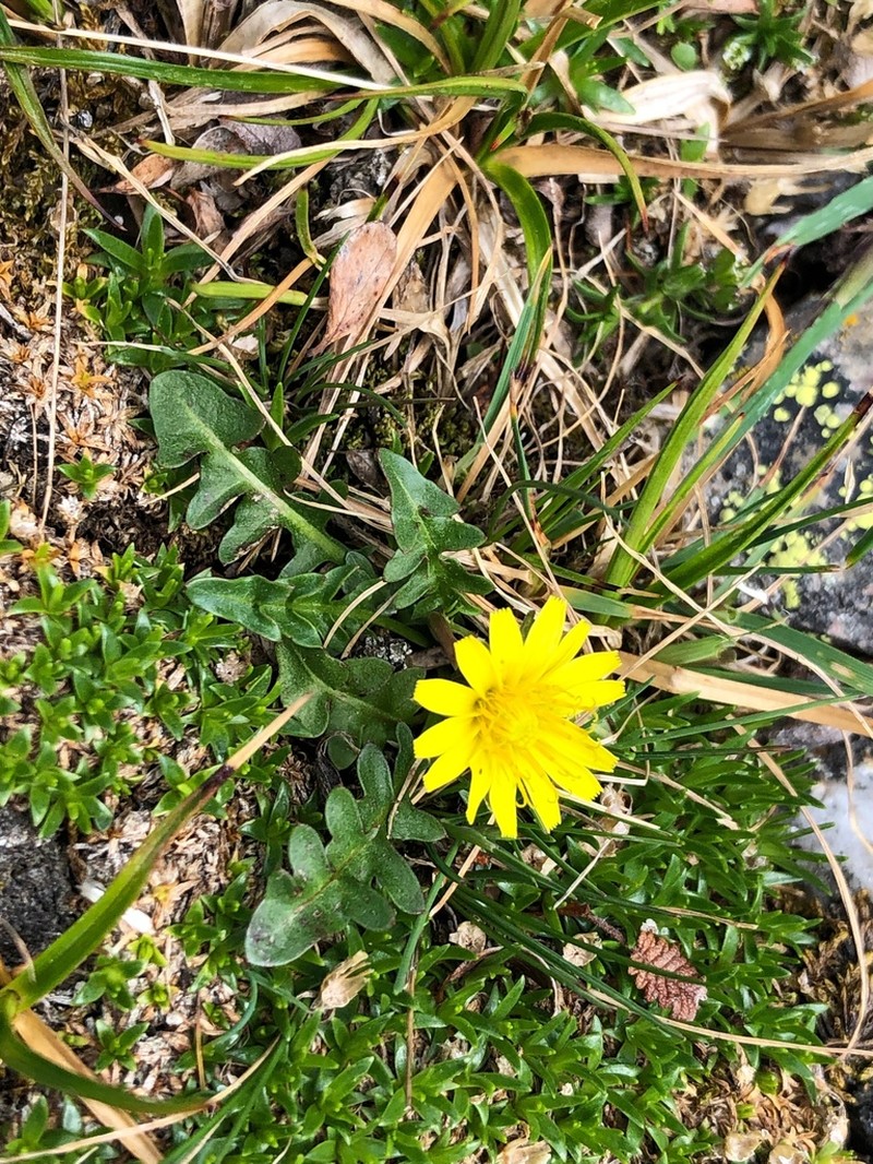 Taraxacum cordilleranum photo 7