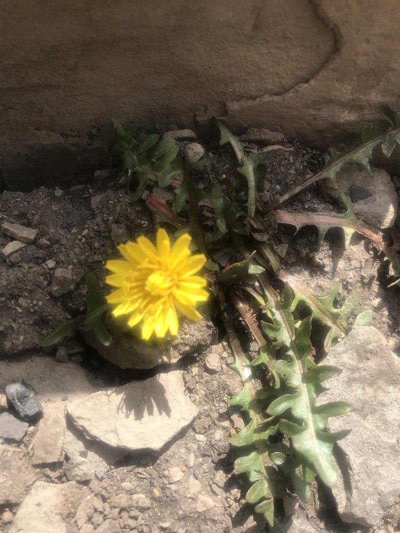 Taraxacum cordilleranum photo 8