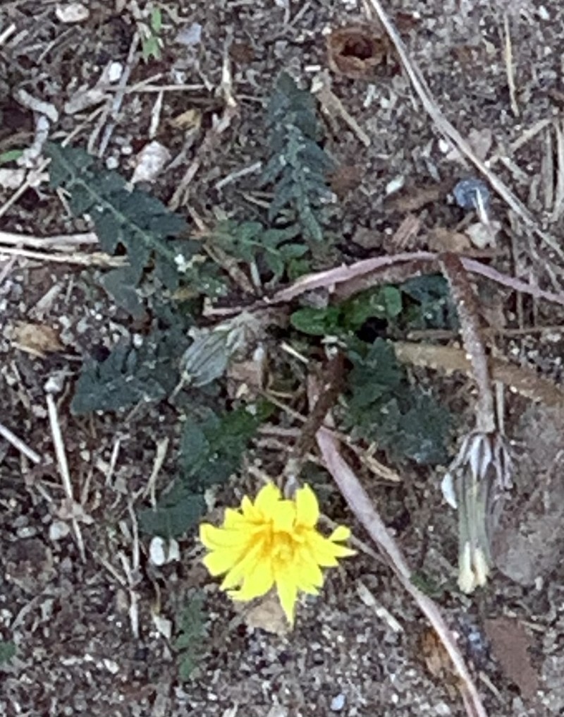 Taraxacum cyprium