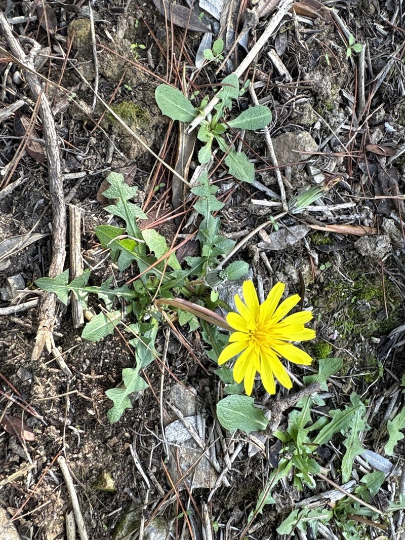 Taraxacum cyprium photo 2