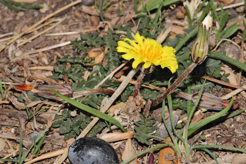 Taraxacum cyprium photo 3