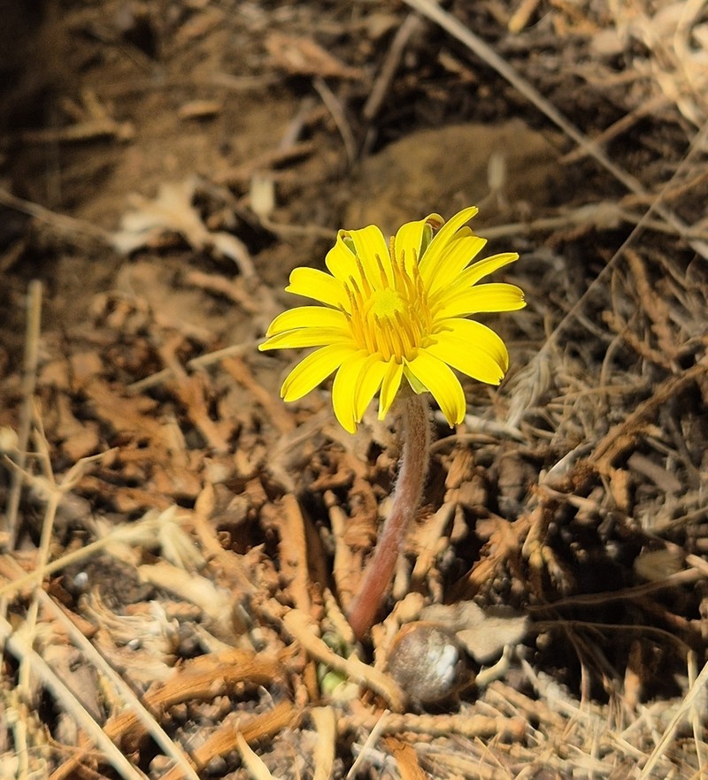 Taraxacum cyprium photo 4