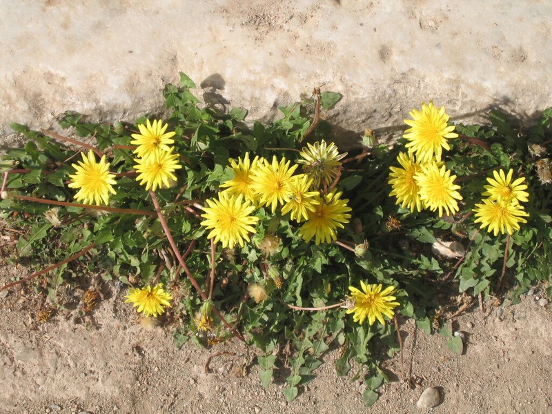 Taraxacum cyprium photo 5