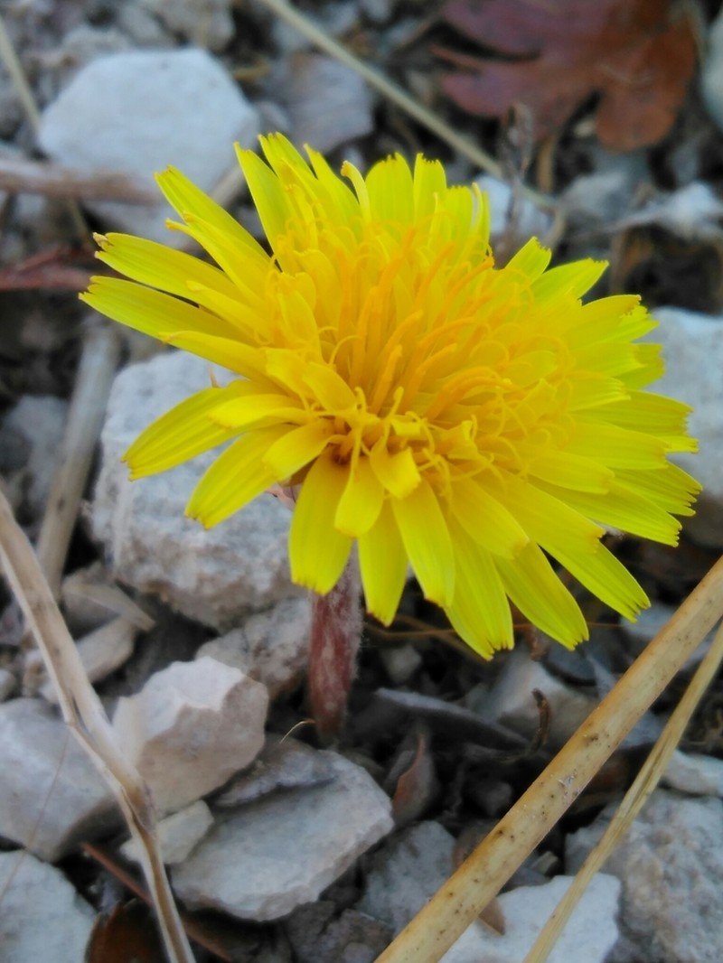 Taraxacum cyprium photo 6