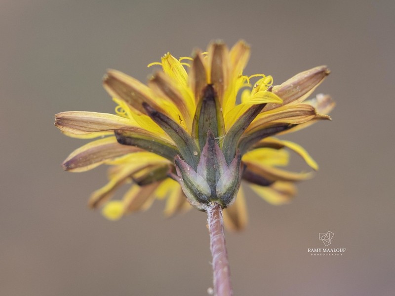 Taraxacum cyprium photo 7