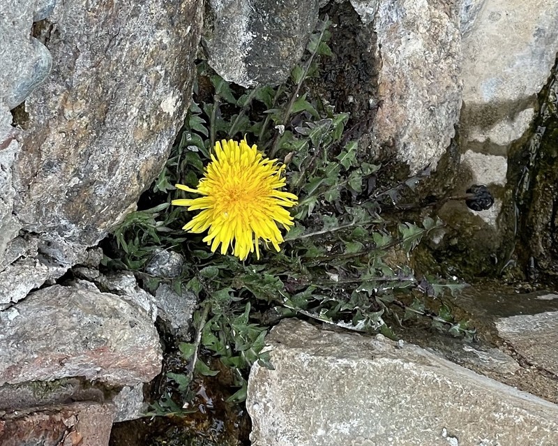Taraxacum cyprium photo 8