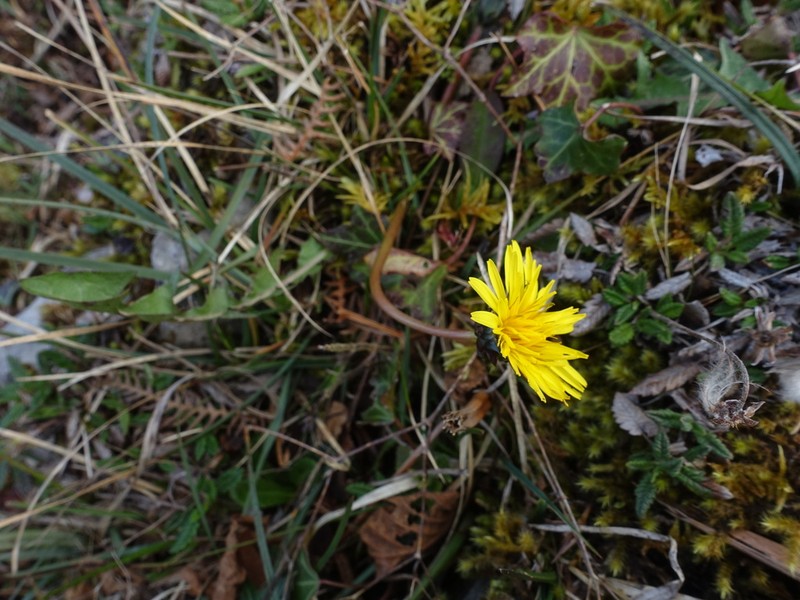 Taraxacum dooguei
