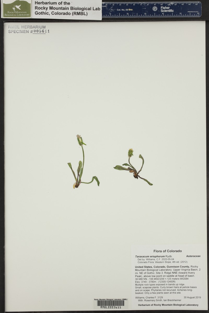 Taraxacum eriophorum
