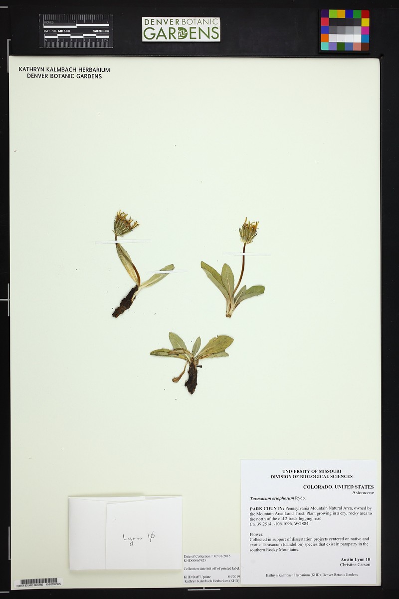 Taraxacum eriophorum photo 2