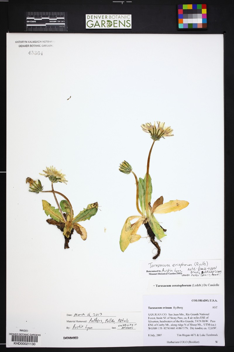 Taraxacum eriophorum photo 3