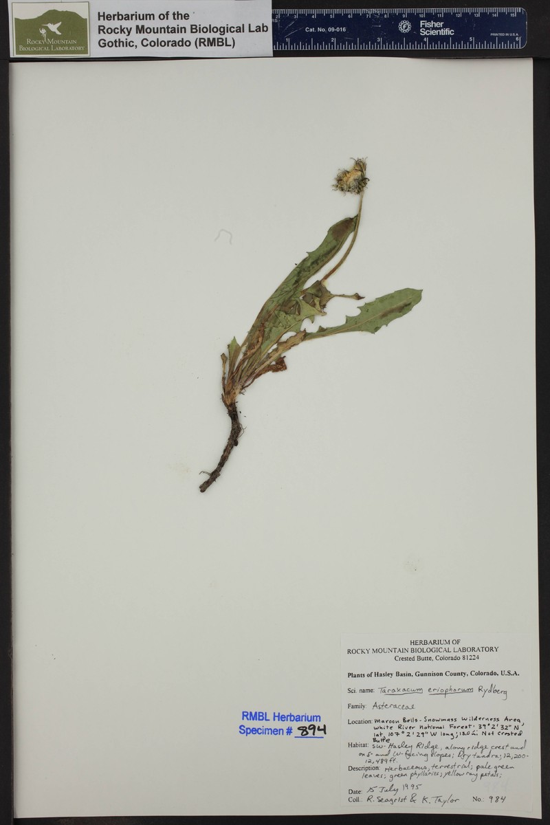 Taraxacum eriophorum photo 4