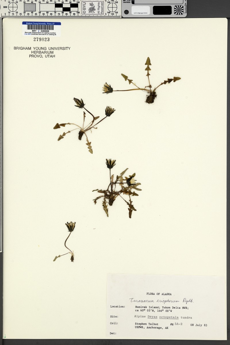 Taraxacum eriophorum photo 5
