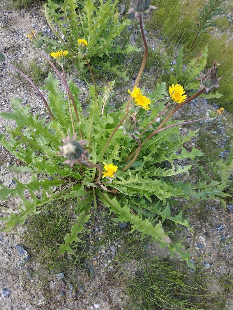 Taraxacum erythroboreale