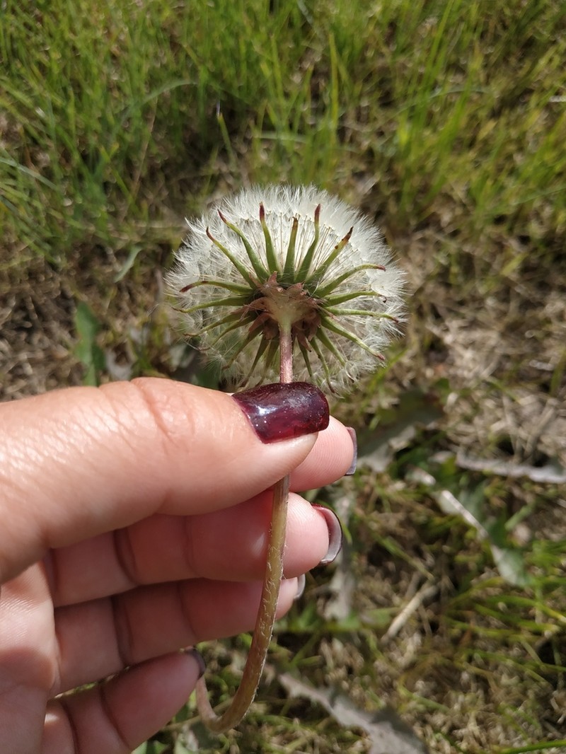 Taraxacum erythroboreale photo 2