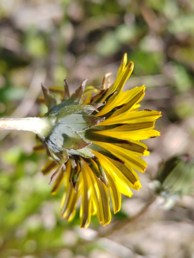 Taraxacum erythroboreale photo 3