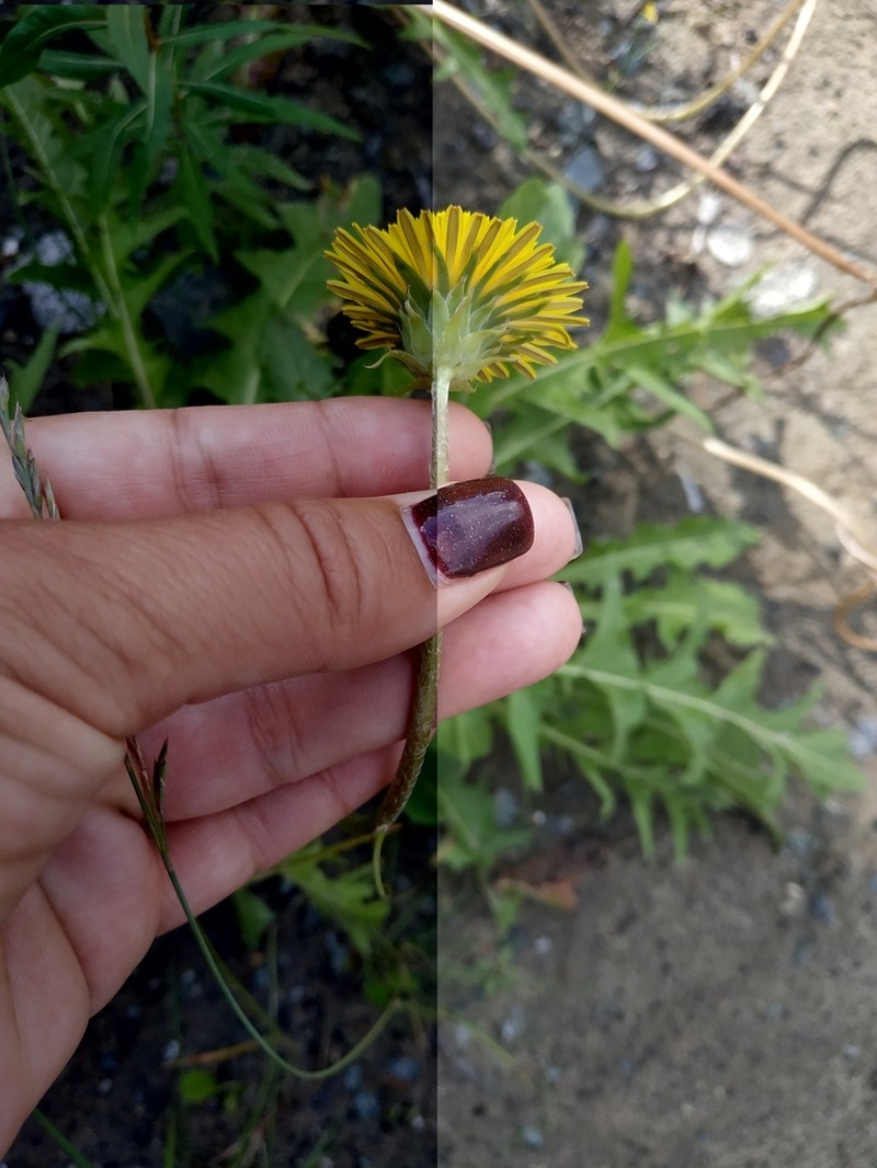 Taraxacum erythroboreale photo 4