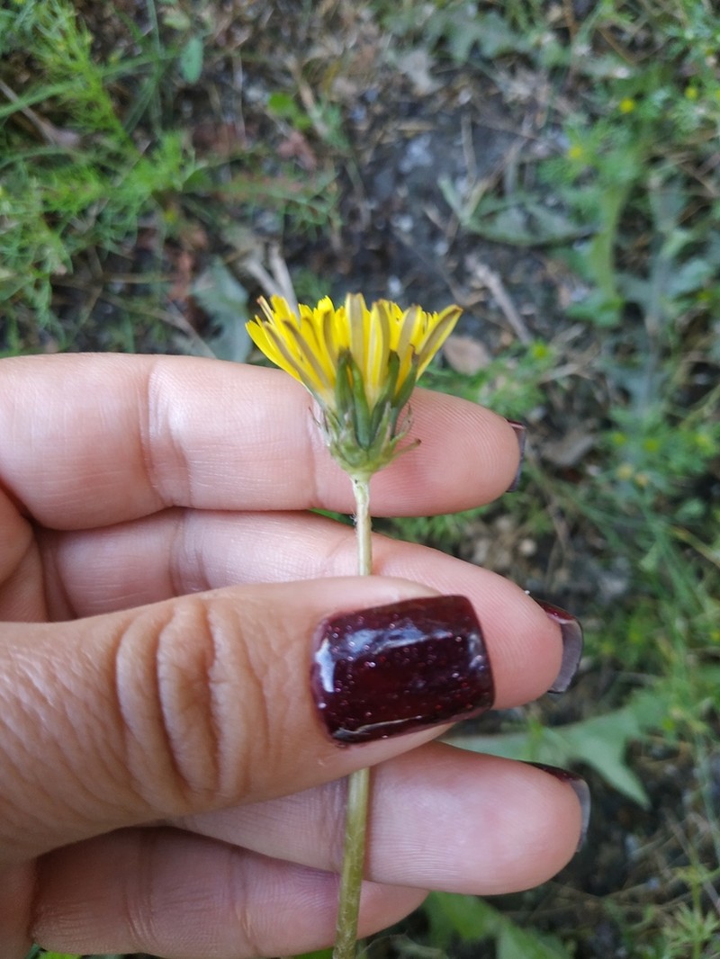Taraxacum erythroboreale photo 5