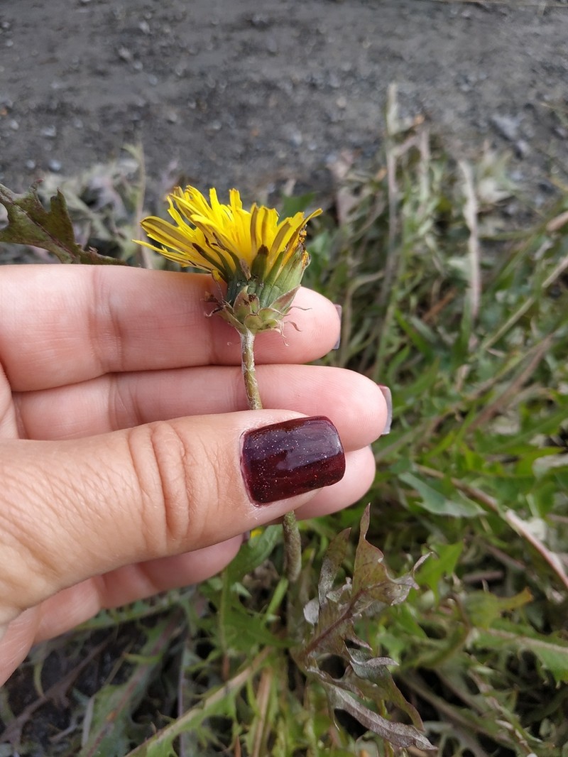 Taraxacum erythroboreale photo 6