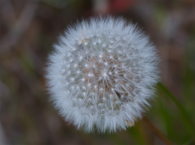 Rock Dandelion