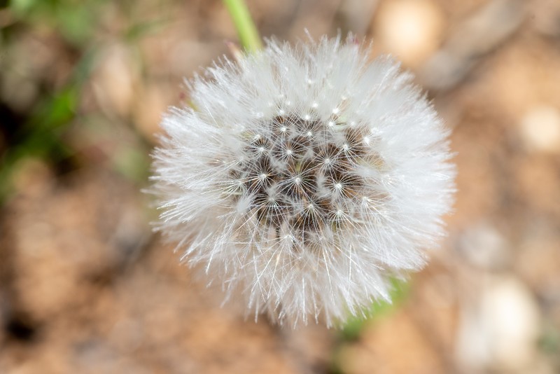Rock Dandelion photo 4