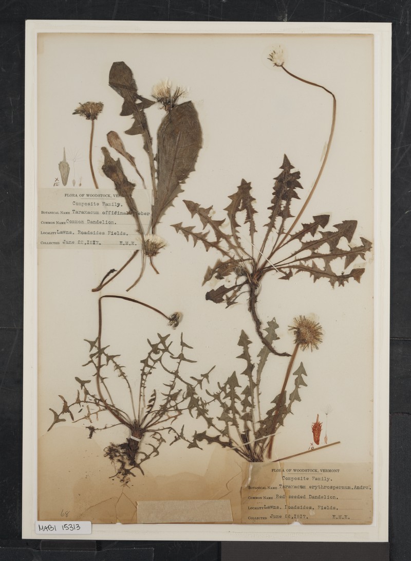 Rock Dandelion photo 5