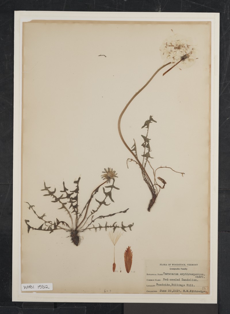 Rock Dandelion photo 6