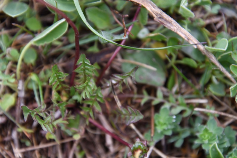 Rock Dandelion photo 7