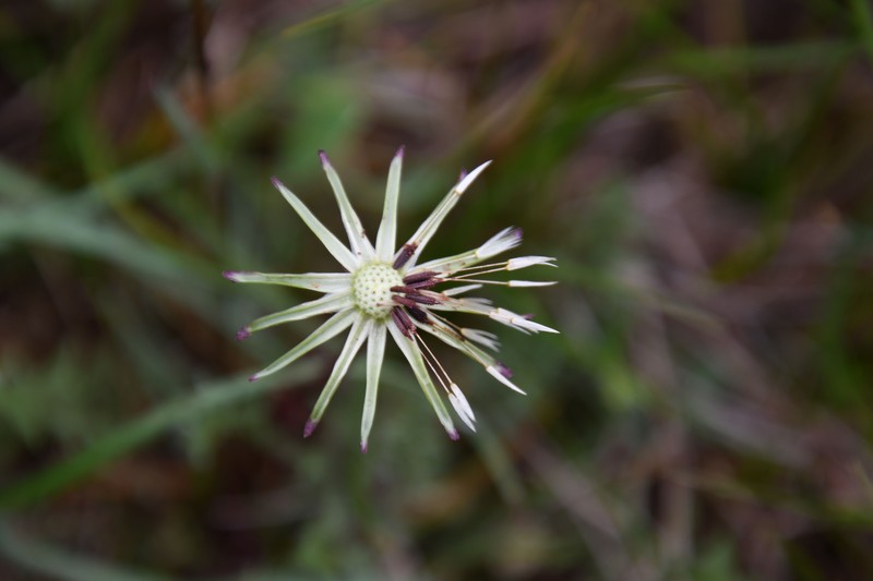 Rock Dandelion photo 8