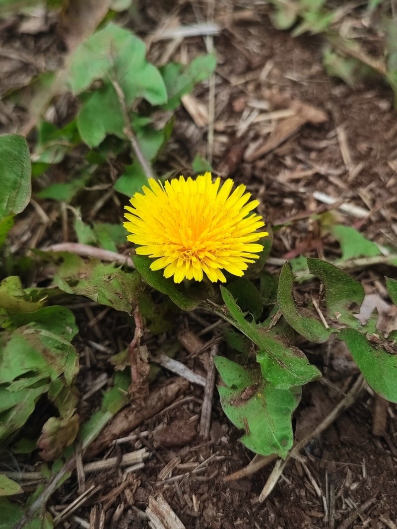Taraxacum guanchicum